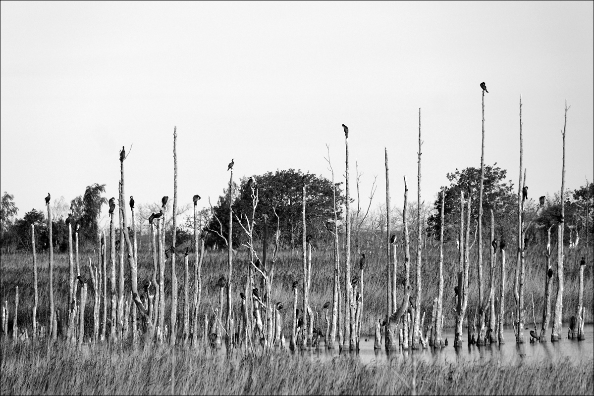 Ostsee-Kormorane