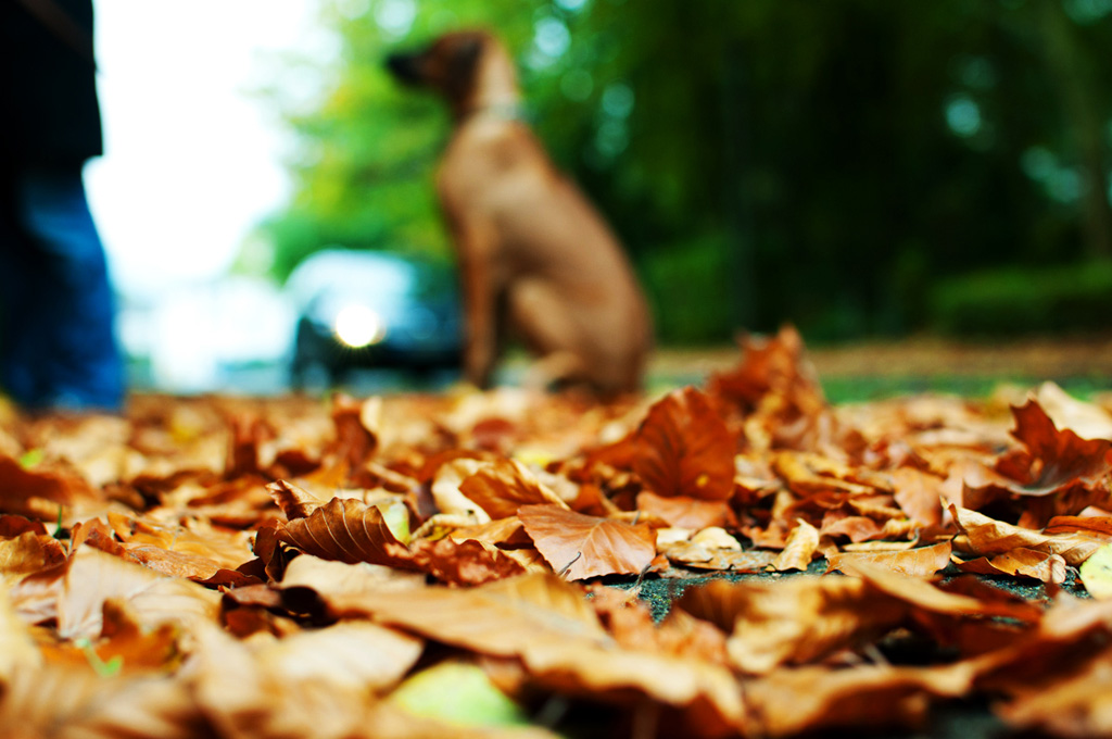 OTH 3651 Herbst 4