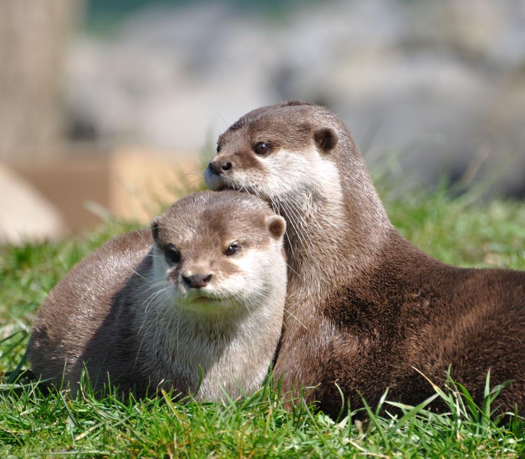 Otter 1