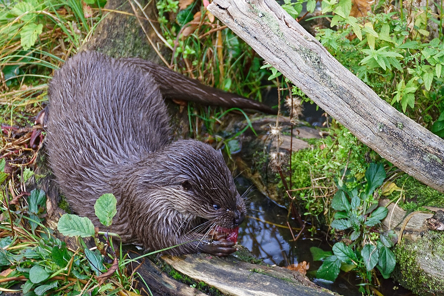 Otter II