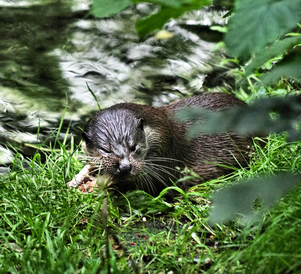 Otter in Hankensbuettel 4.jpg