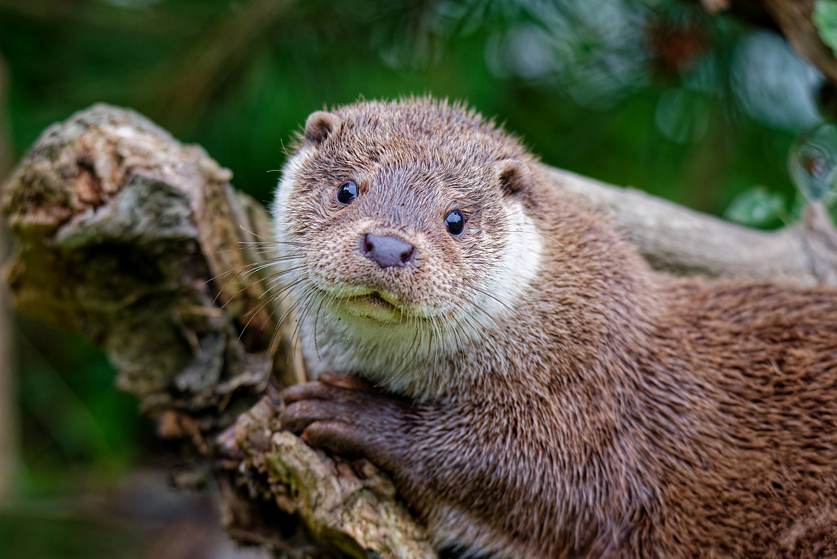Otter.jpg