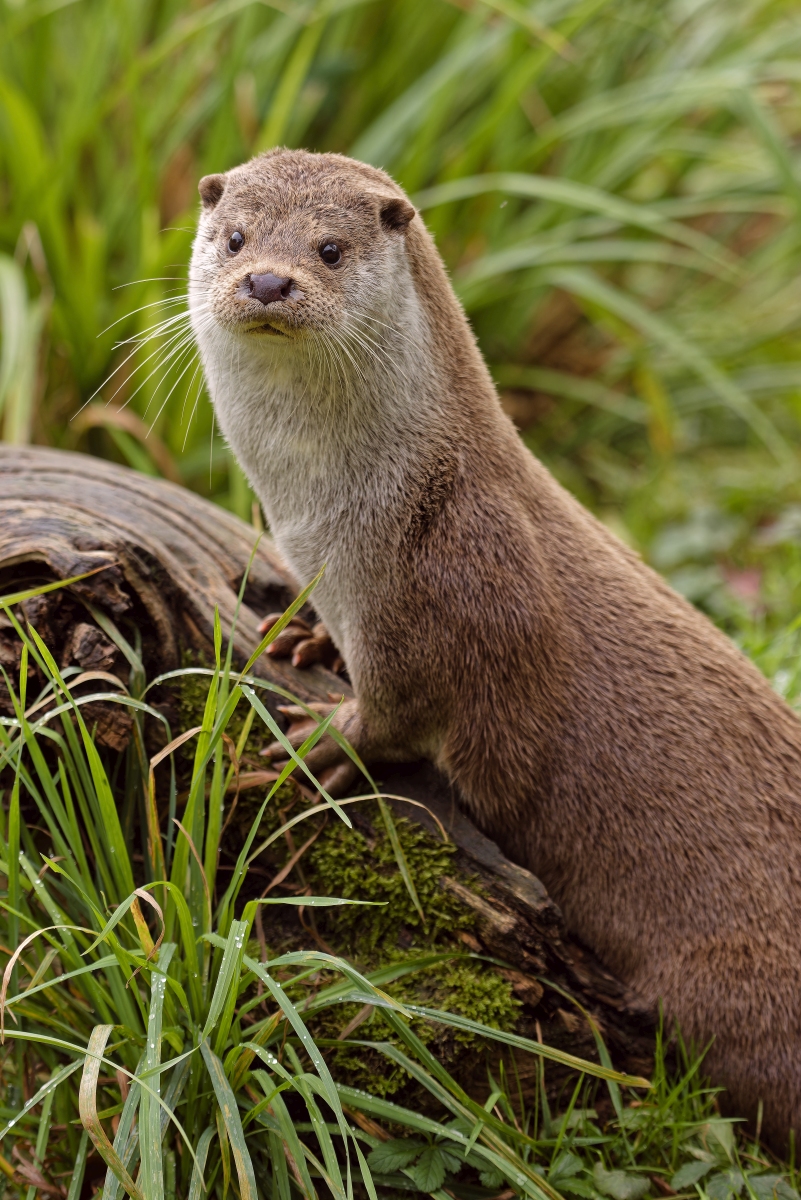 Otter.jpg