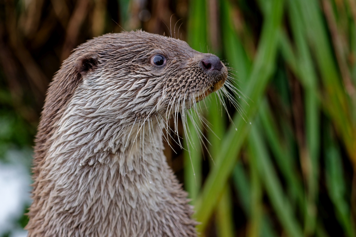 Otter-Portrait III.jpg