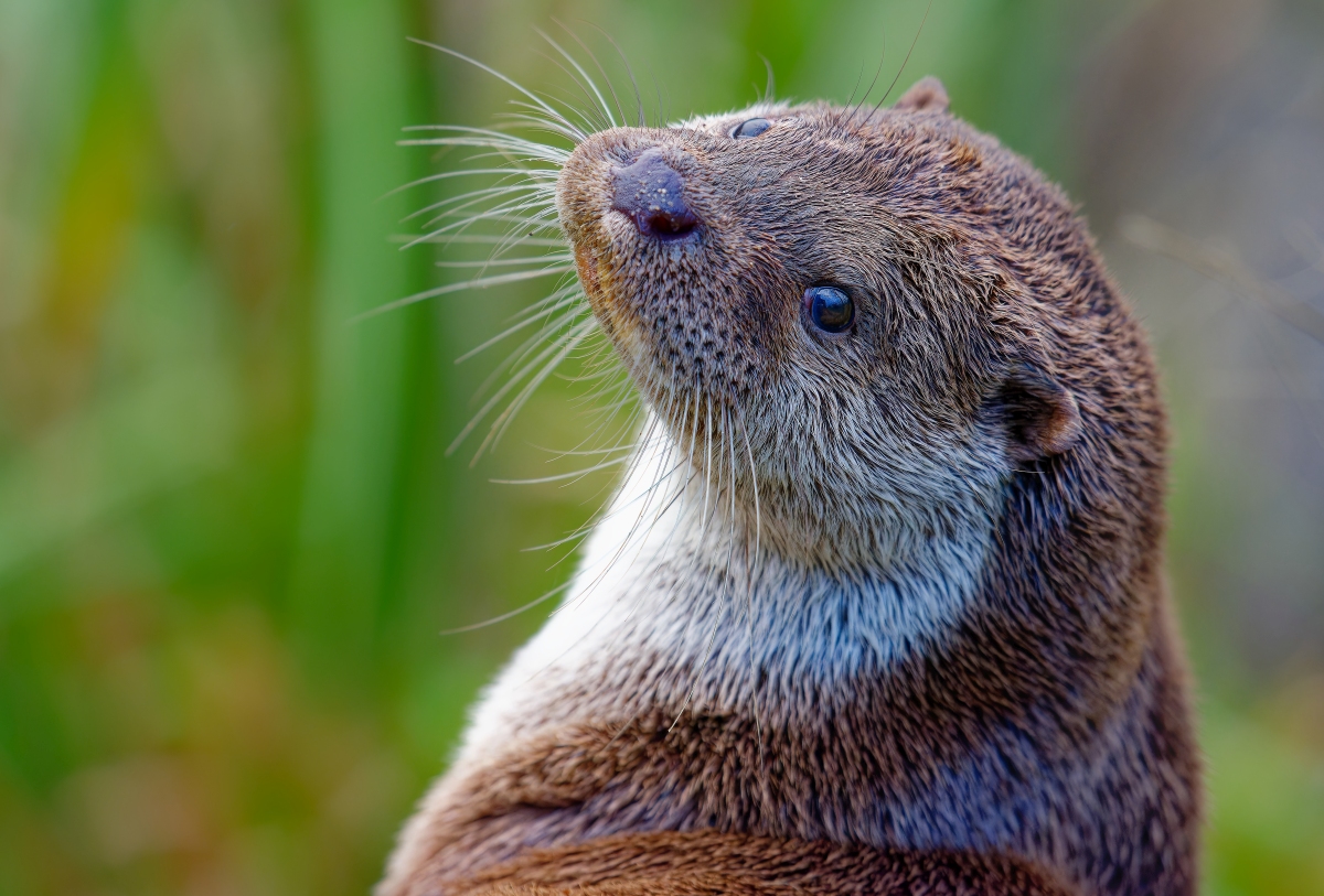 Otter-Portrait.jpg
