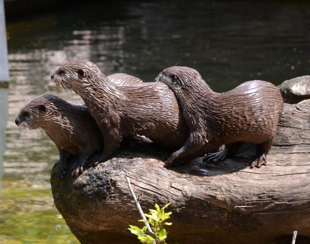Otter