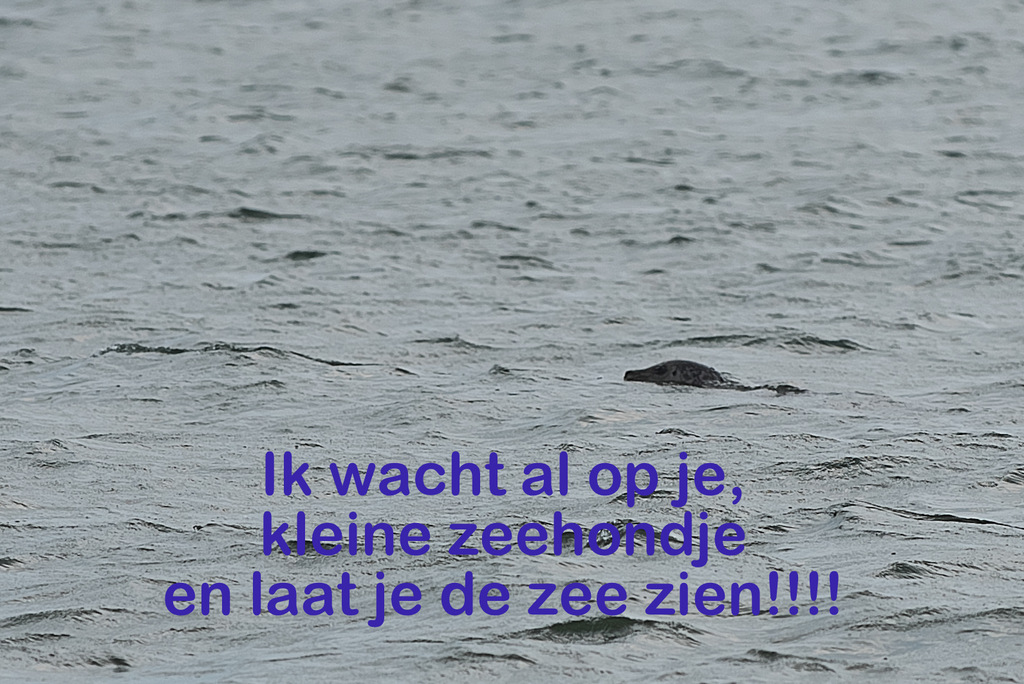Ouddorp 20200617 (5).jpg