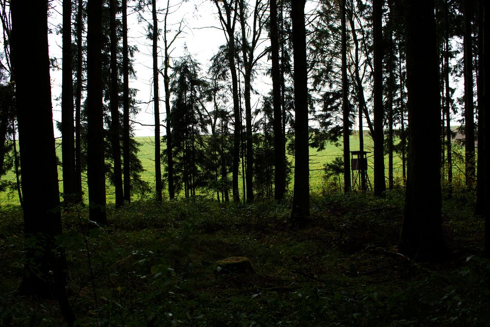 Out of the Forest