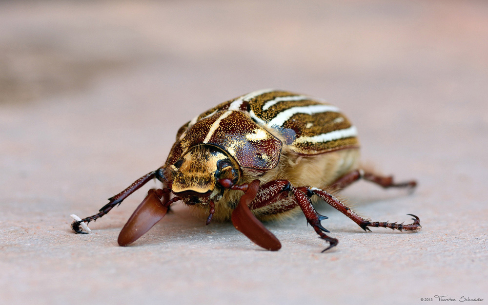 Outside of the garage (ten-lined June beetle 2") / Außen an der Garage (Junikäfer 5cm)