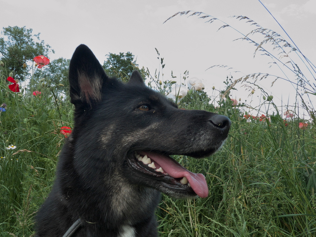 P1000048.jpg