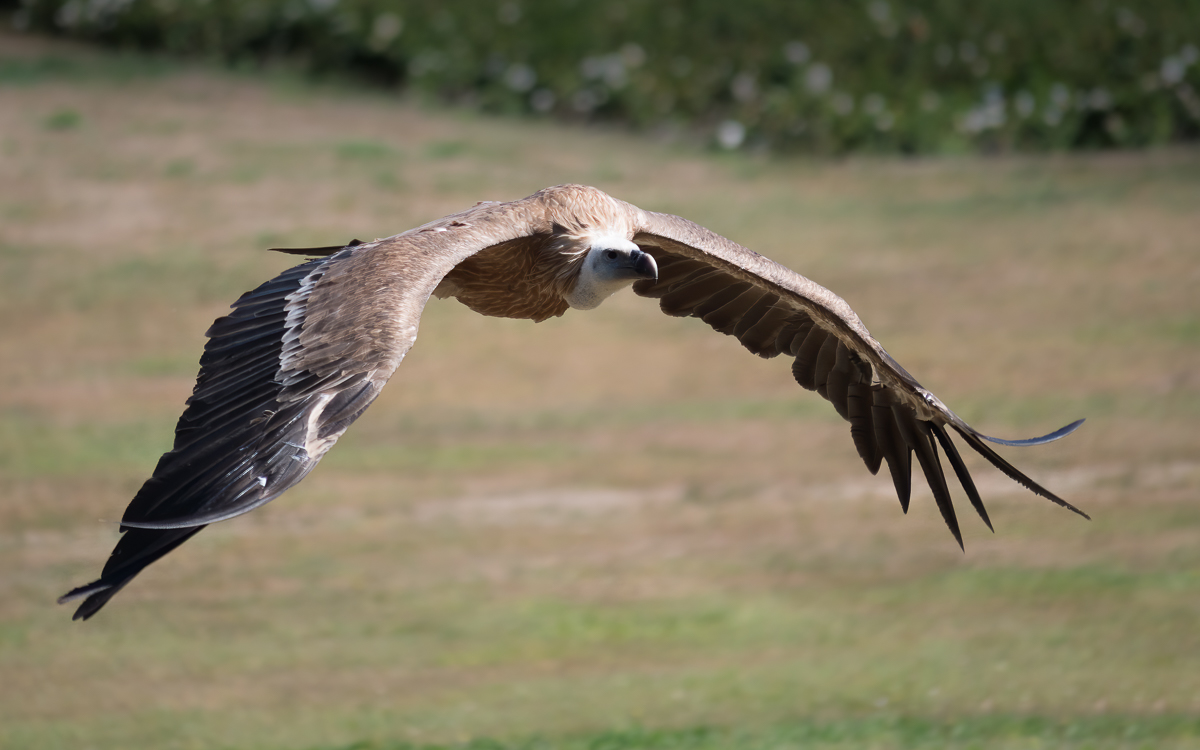 P1004469-Bearbeitet.jpg