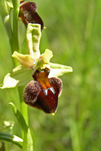 P1010114 Ophrys sphegodes 502