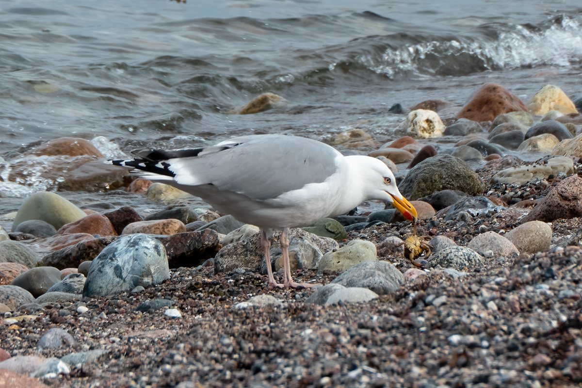 P1010402-Bearbeitet.jpg
