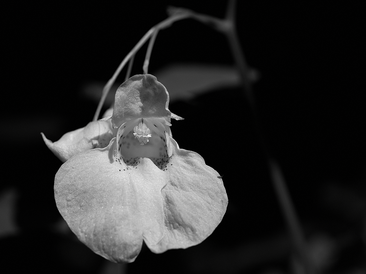 P1010985aasw