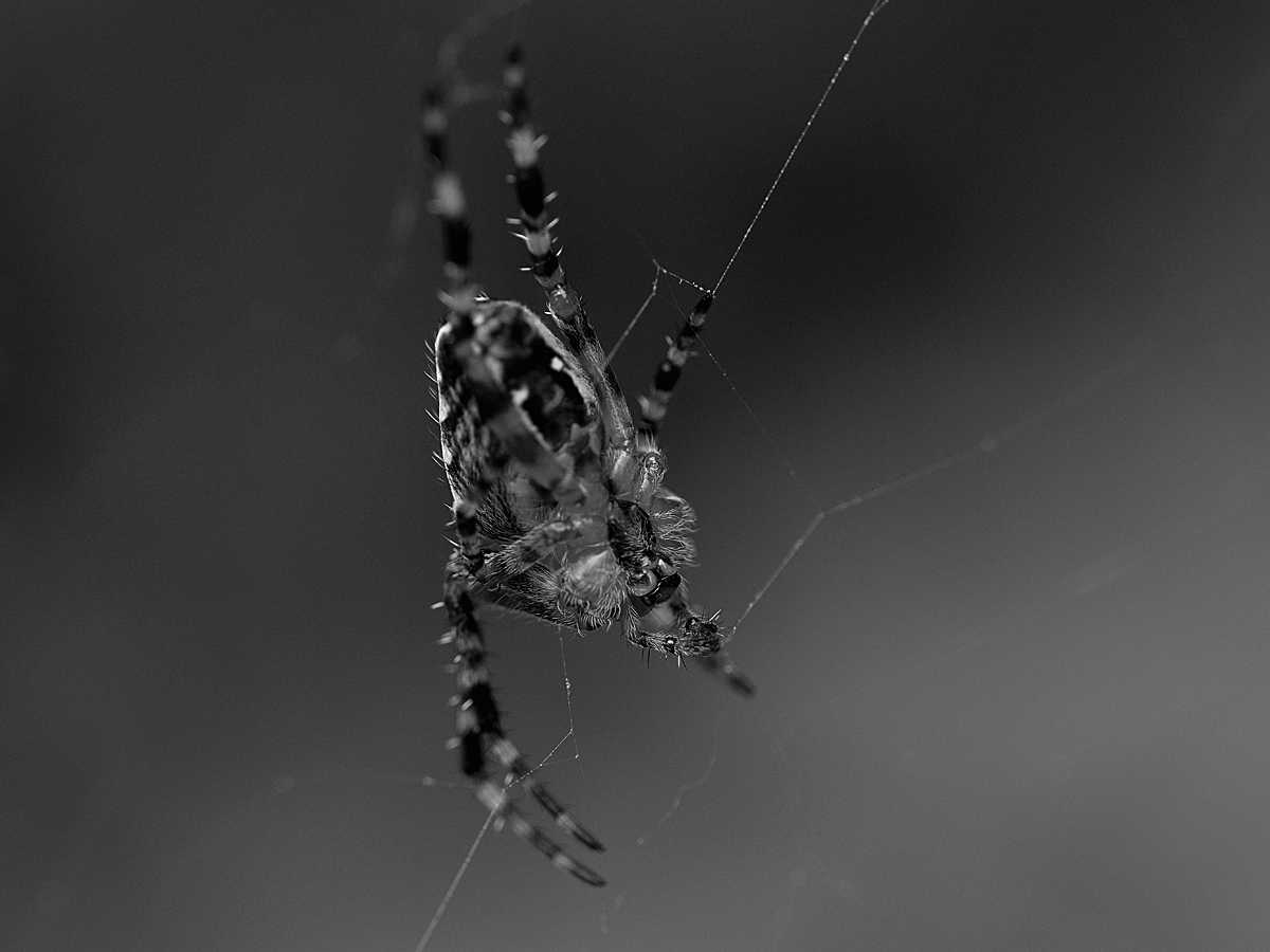 P1020042asw