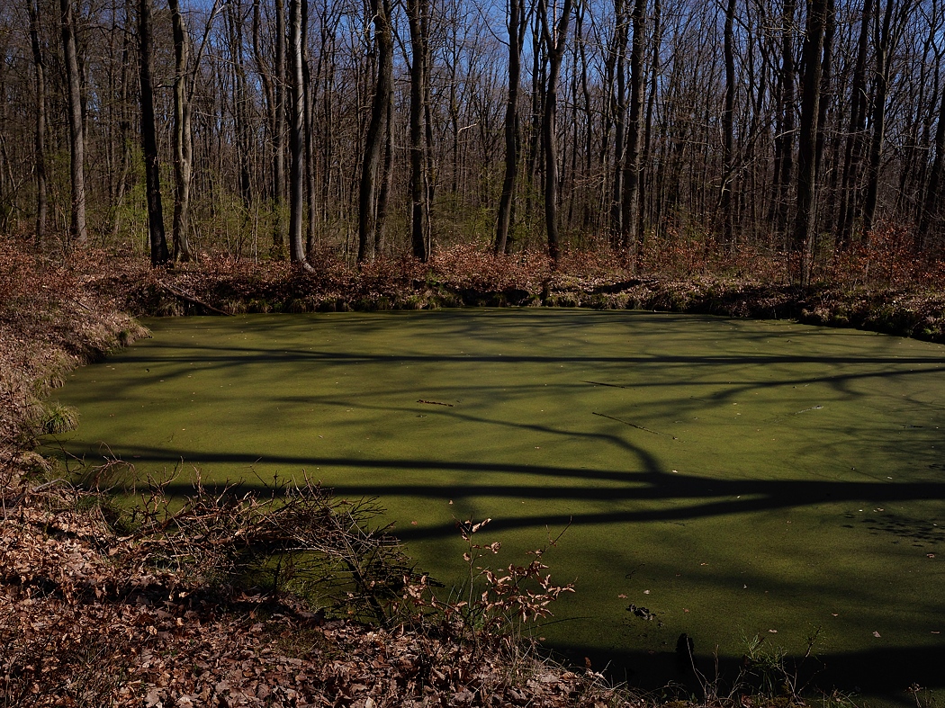 P1023072a_klein.jpg