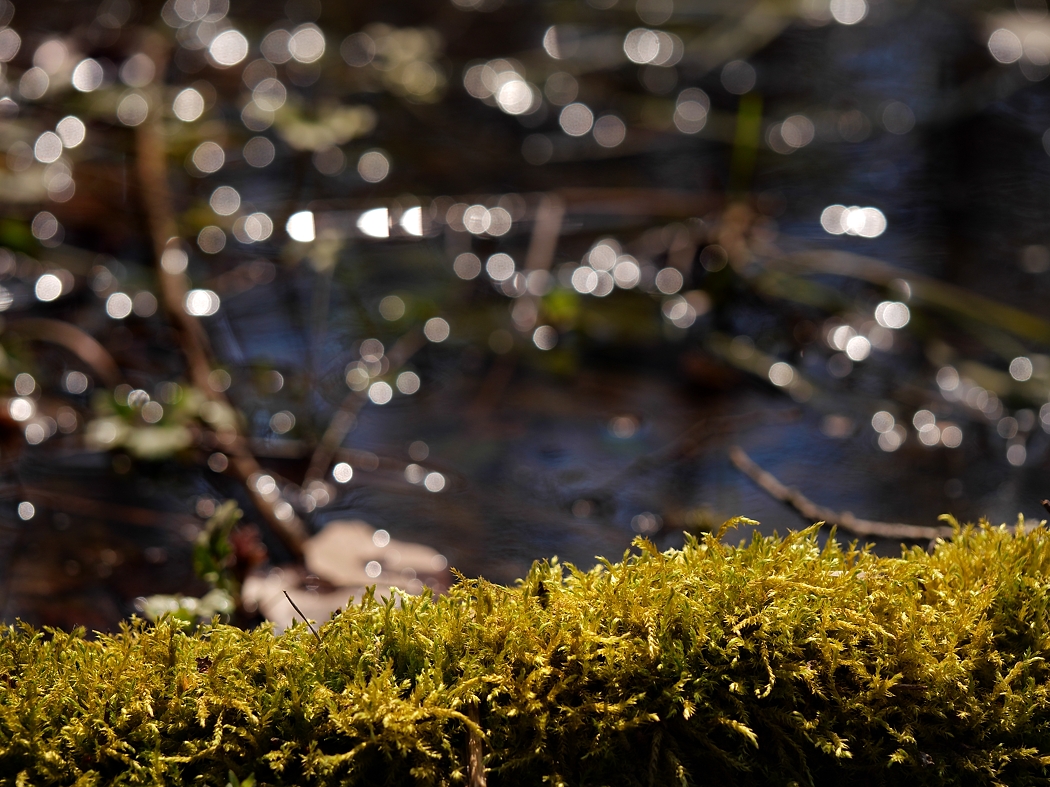 P1023133a_klein.jpg