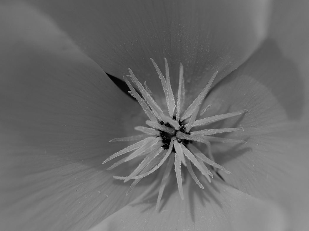 P1023308a_klein_sw.jpg