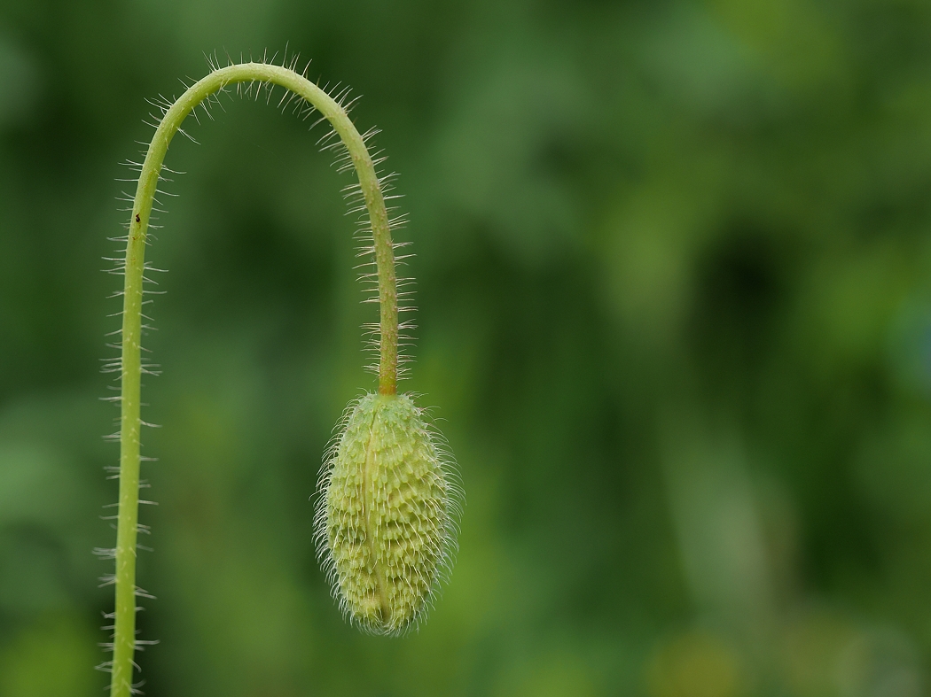 P1023315a_klein.jpg