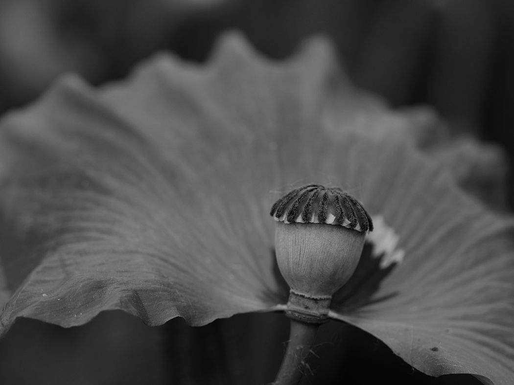 P1023567a_sw_klein.jpg