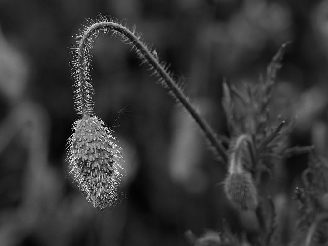 P1023583a_sw_klein.jpg