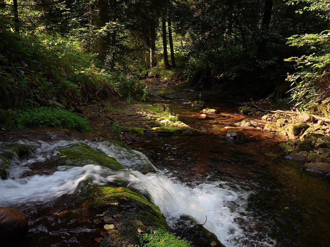 P1024578a_klein.jpg