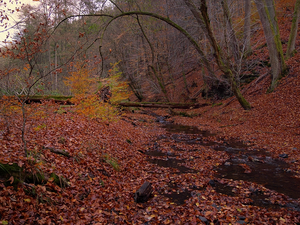 P1024998a_klein.jpg
