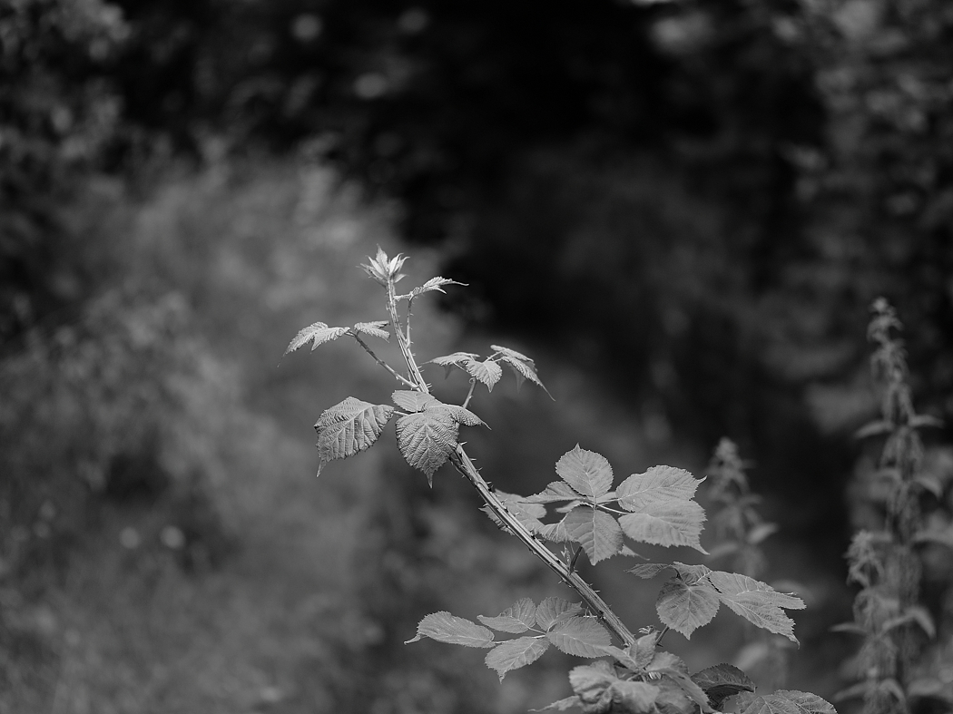 P1047339a_klein.jpg