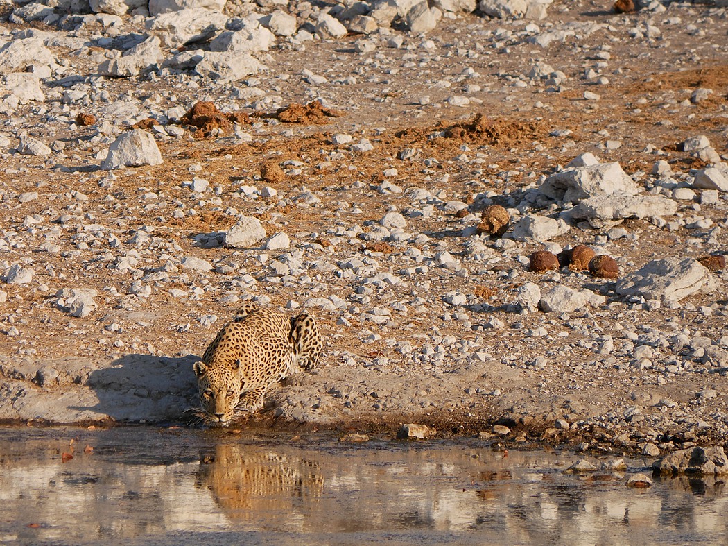 P1060558aklein.jpg