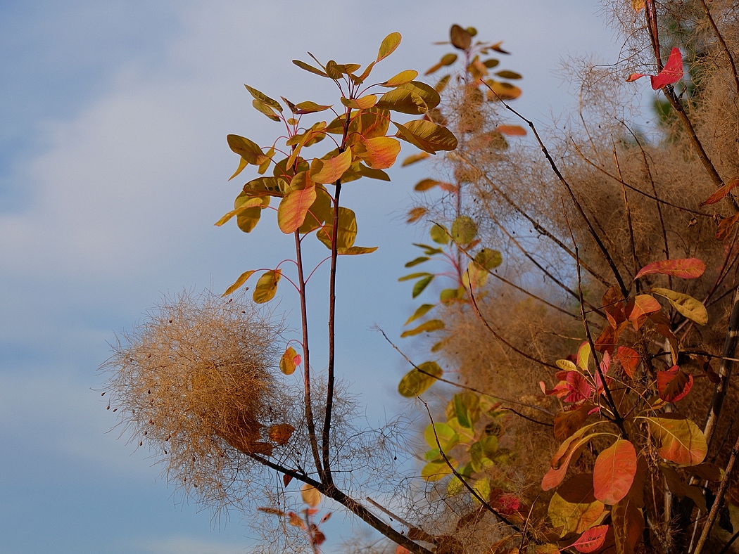 P1070292aklein.jpg