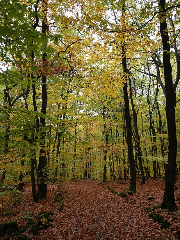 P1070470aklein
