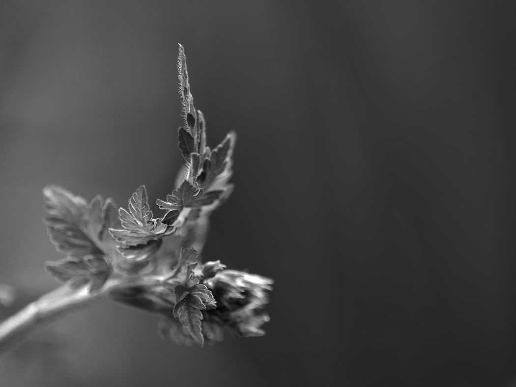 P1070854a_sw_klein.jpg