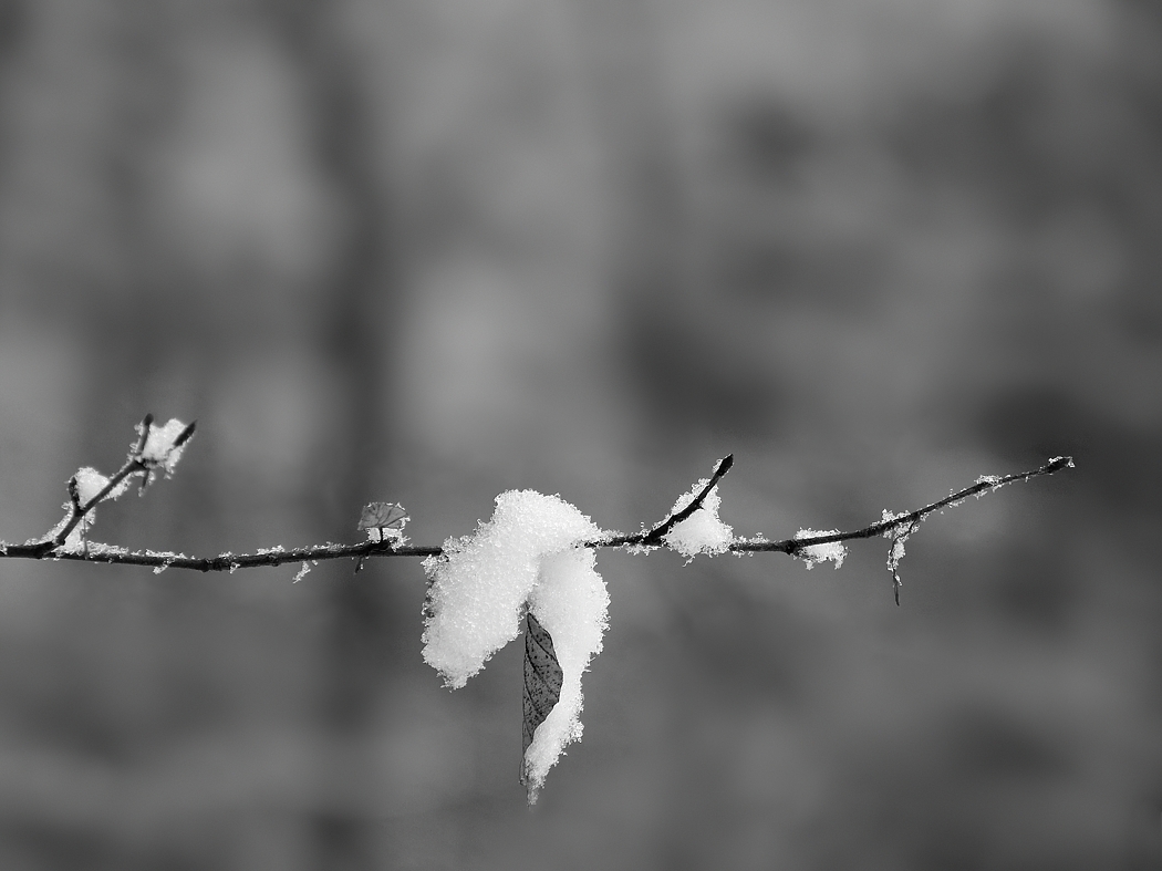P1080170a_klein_sw.jpg