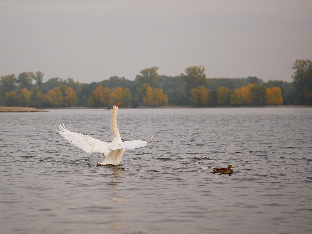 P1090297a_klein.jpg