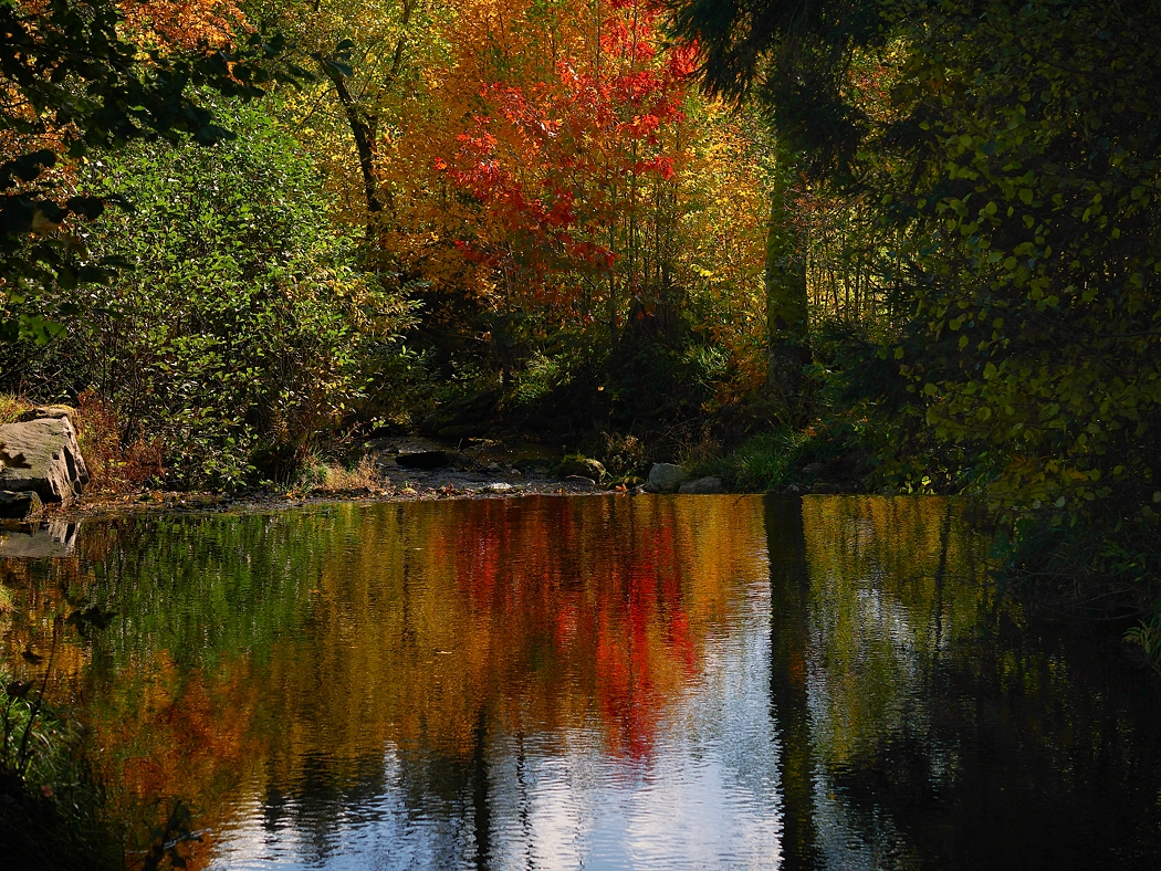 P1090354a_klein.jpg