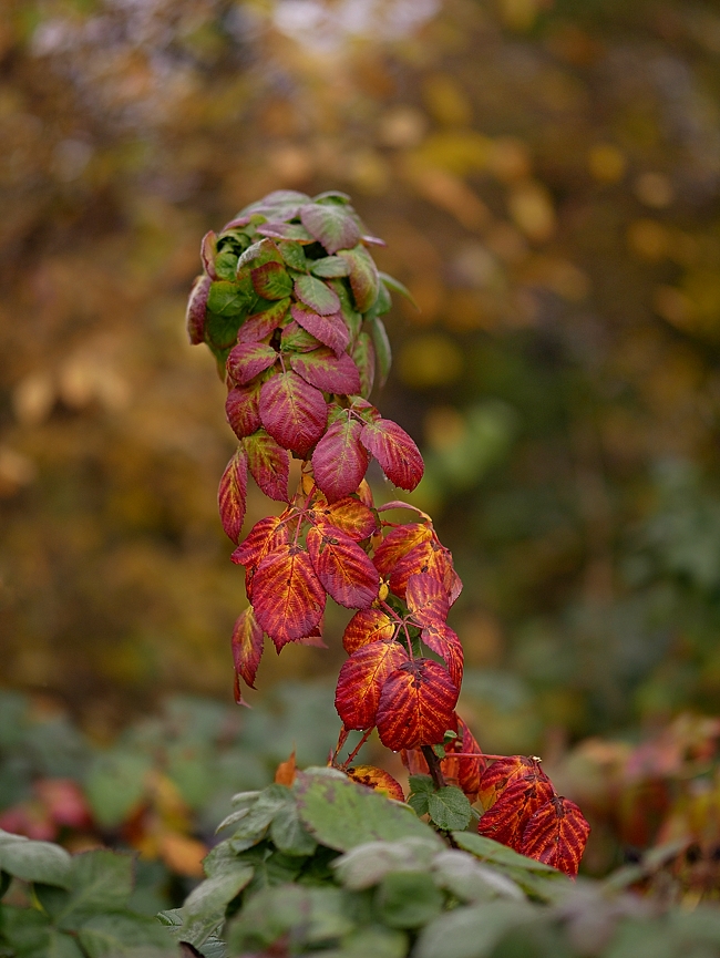 P1090587a_klein.jpg