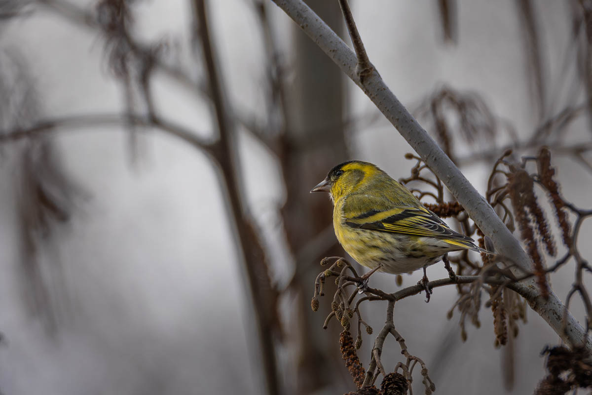 P1128702-2-1200-2.jpg