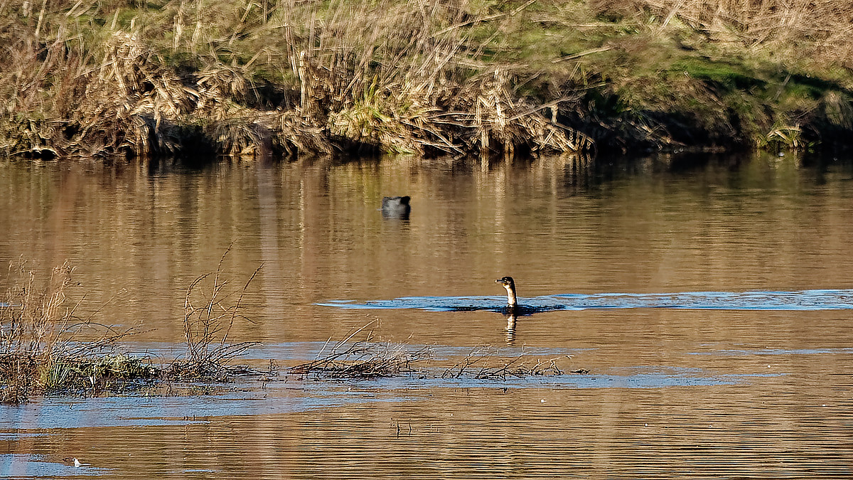 P1181159_DxOPAAxl.jpg