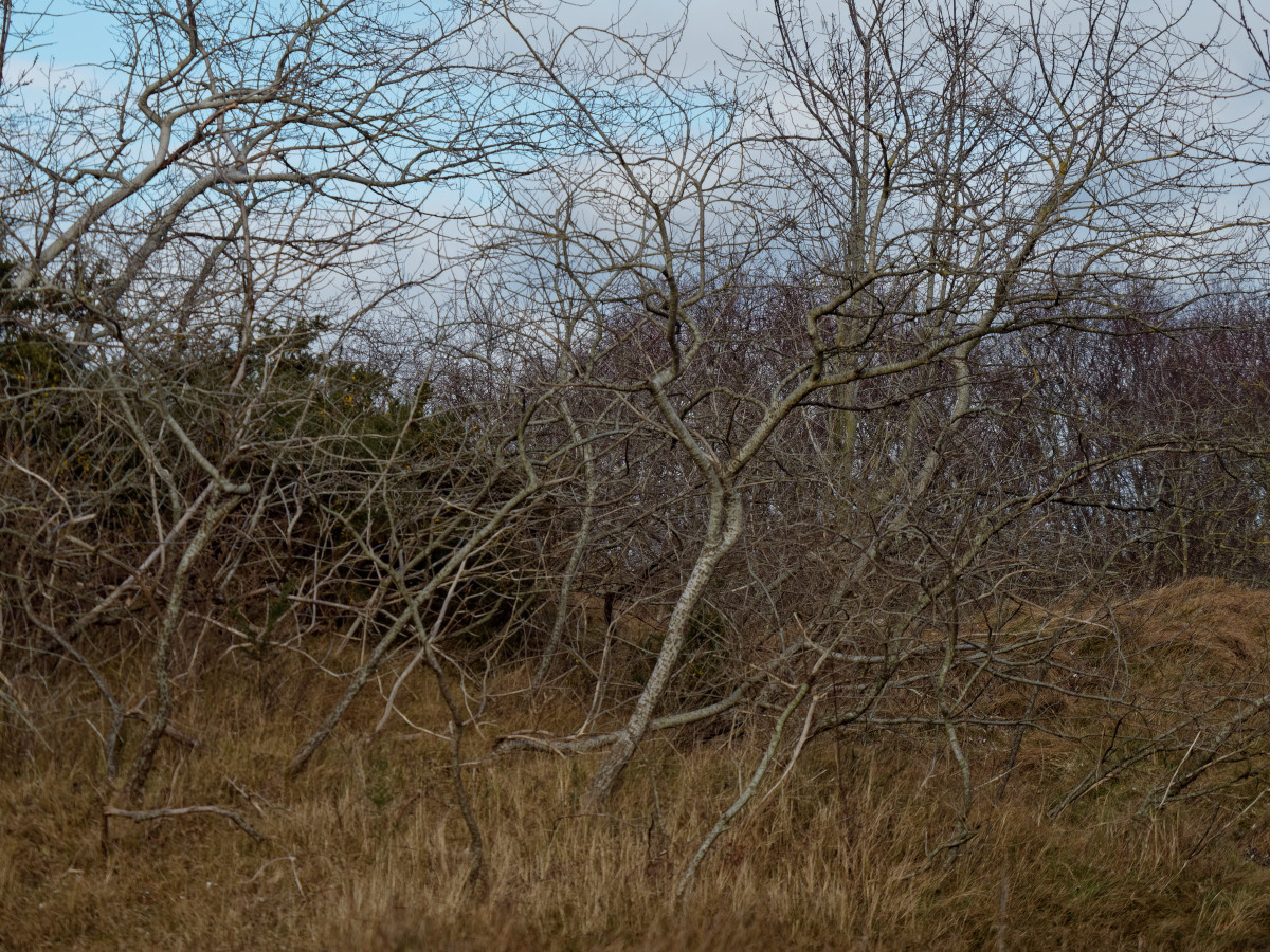 P1181323_DxOxl.jpg