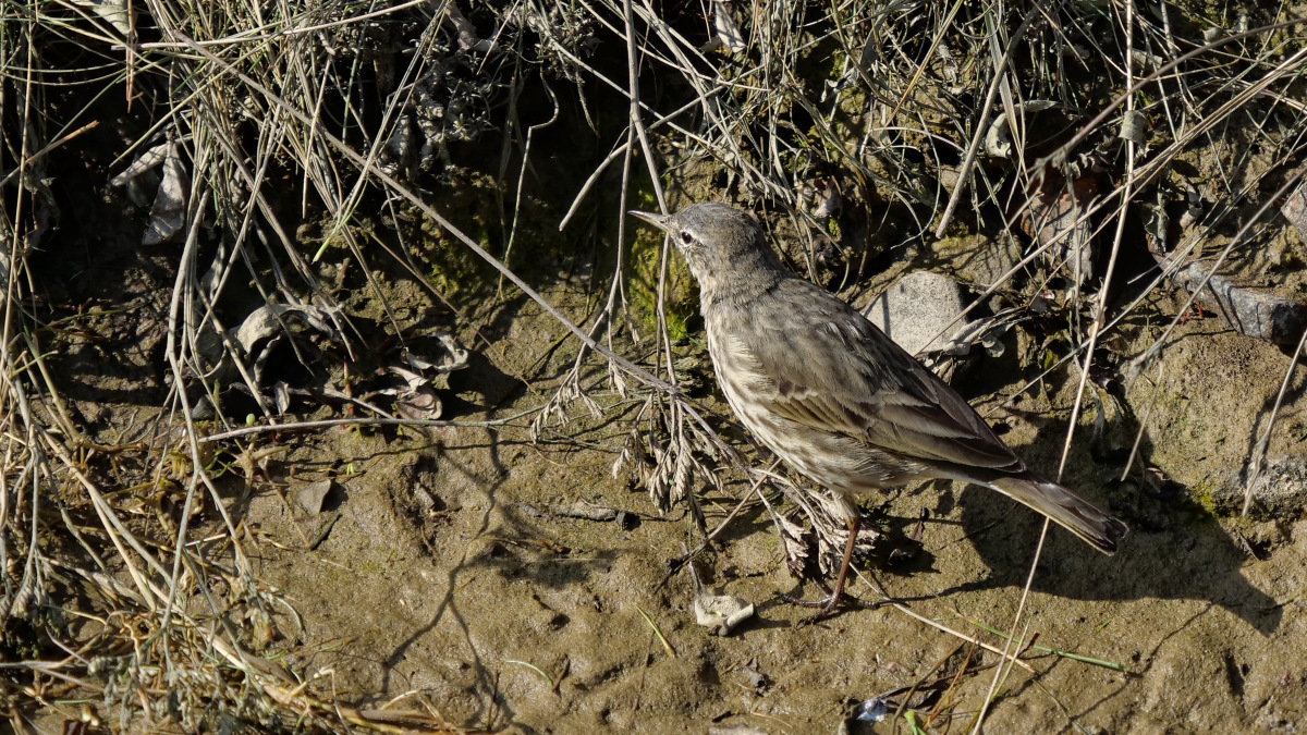 P1181368_DxOAxl.jpg