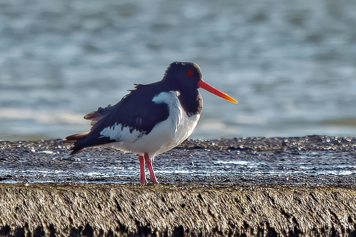 P1181476_DxOAAAxlK.jpg