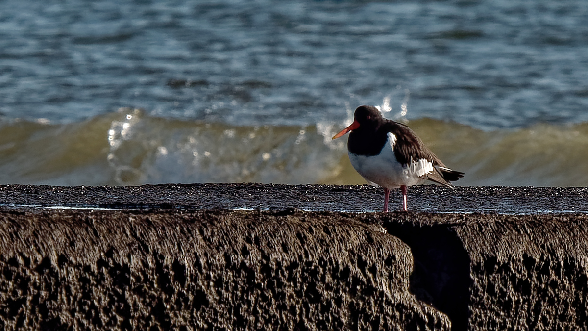 P1181532_DxOAAxl.jpg