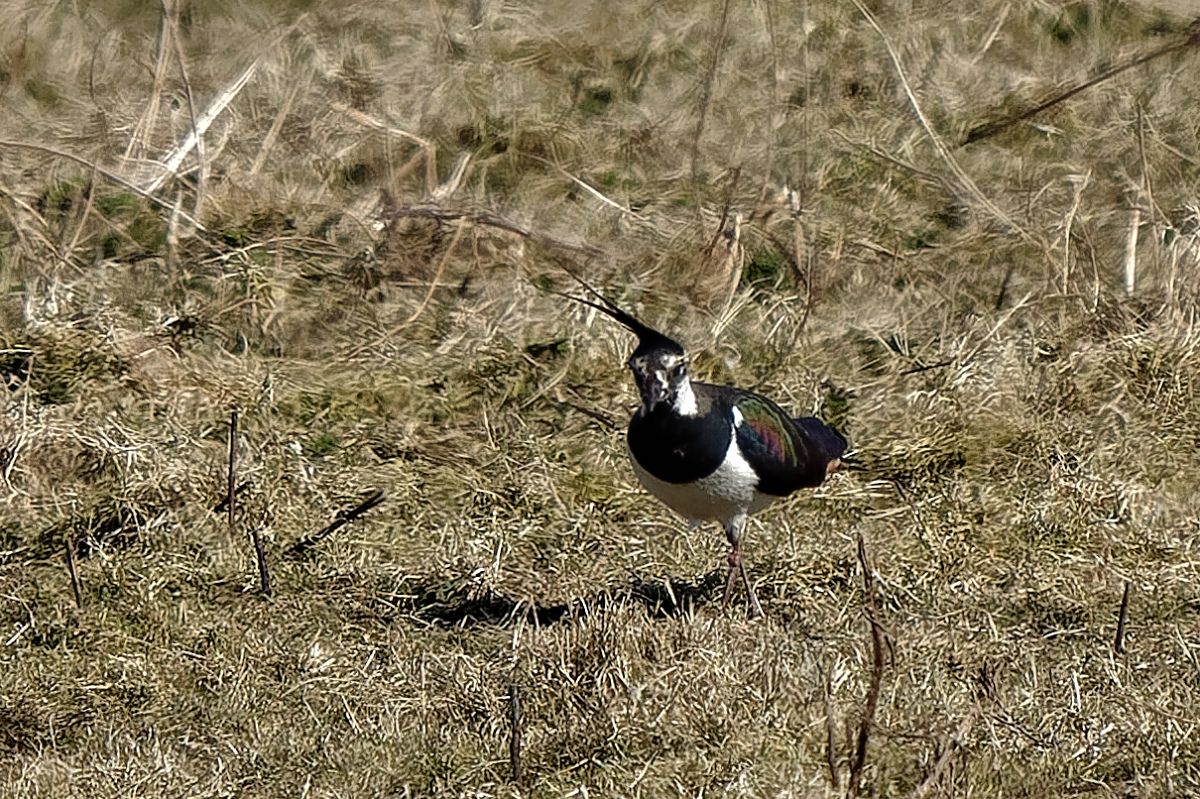 P1181625_DxOPAAAxl.jpg