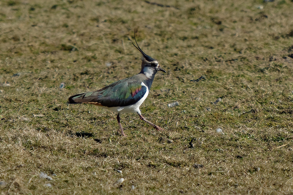 P1181685_DxOAAxl.jpg