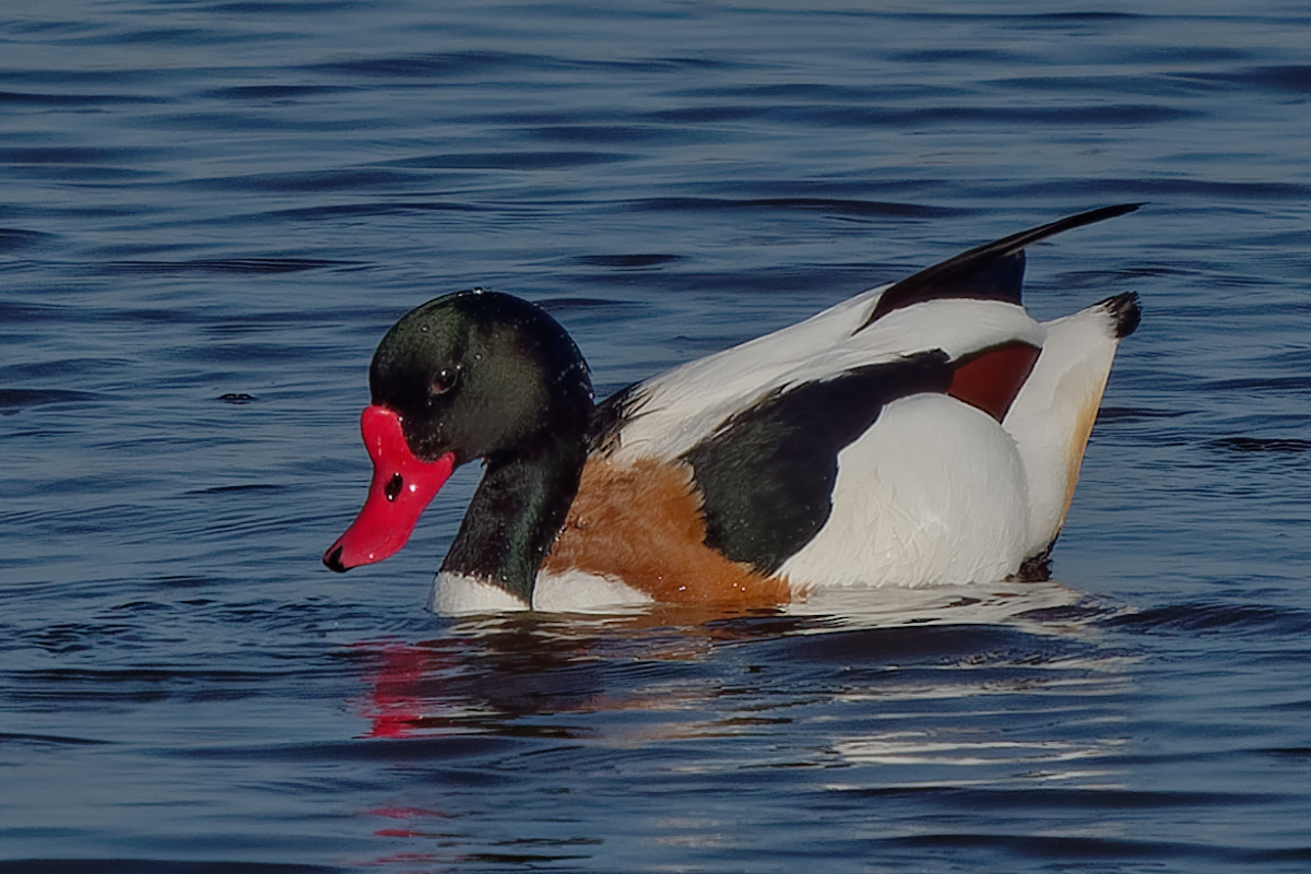 P1181725_DxOPAAAxl_1.jpg