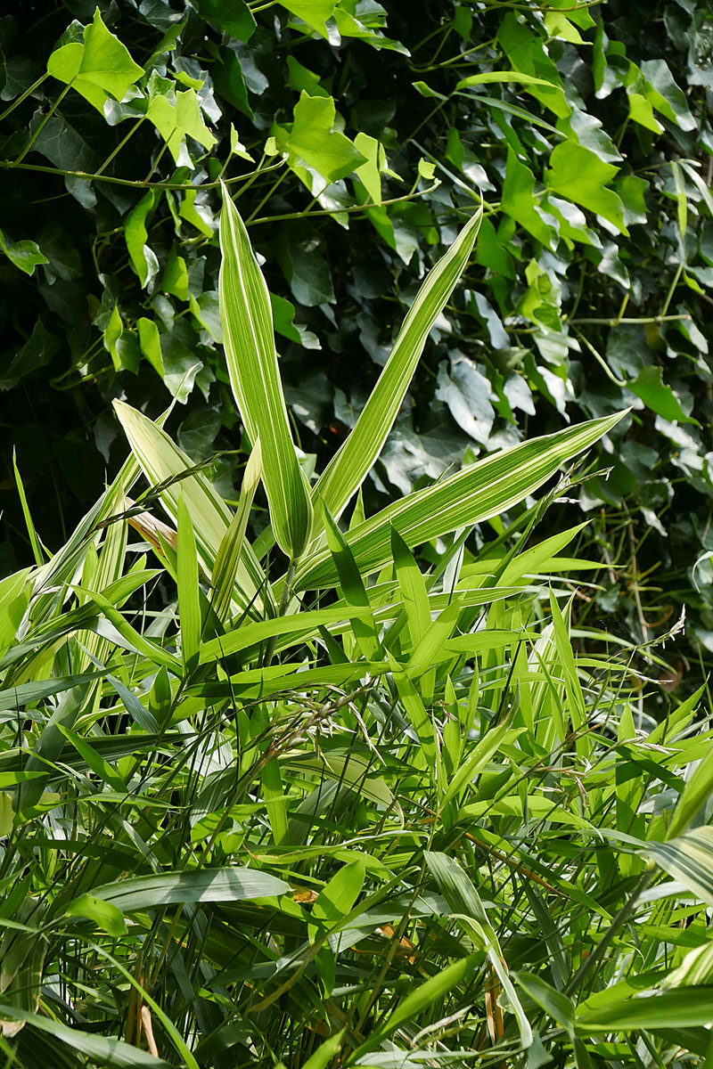 P1220311HAxl.jpg