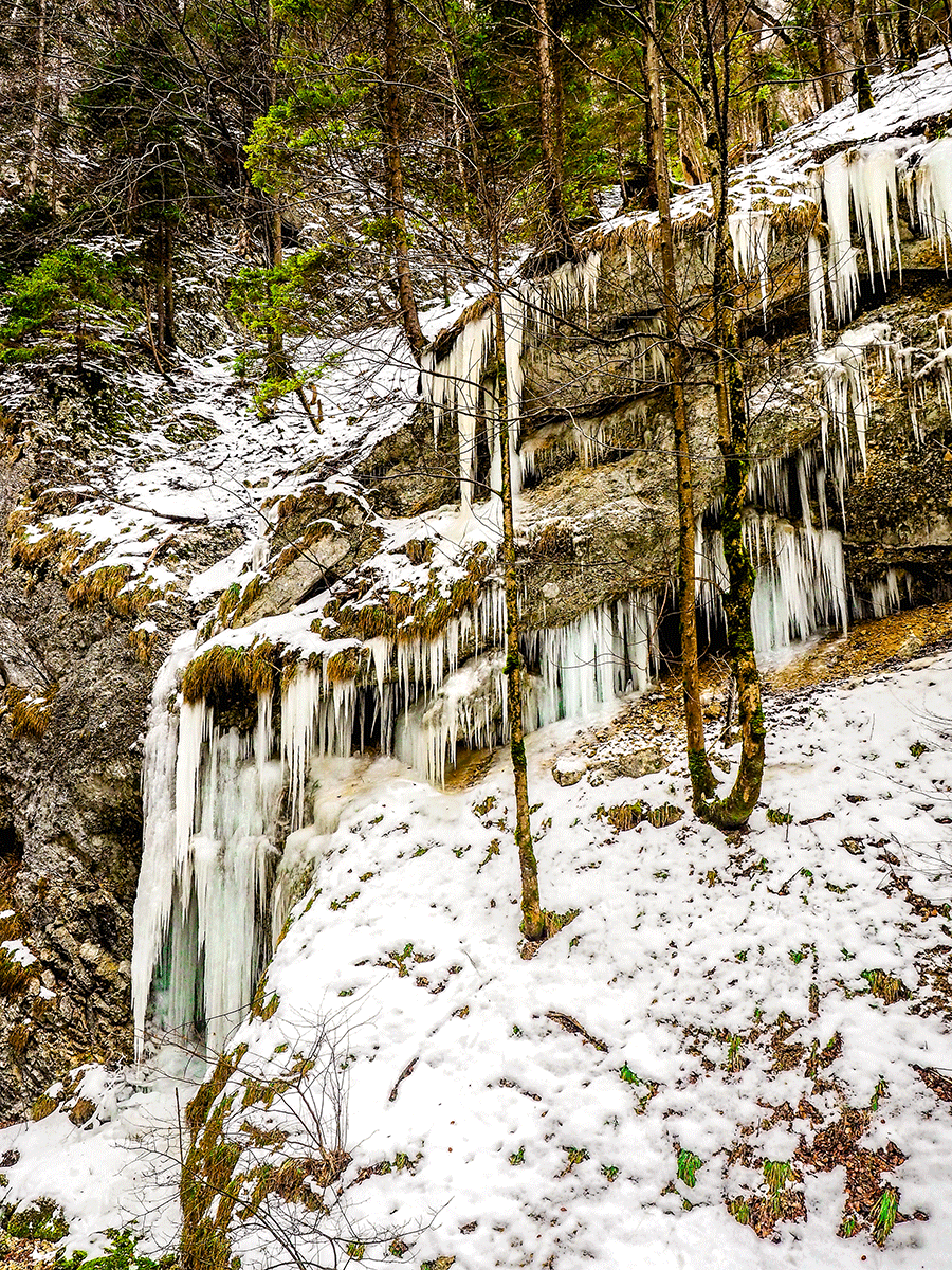 P2010127-3.gif