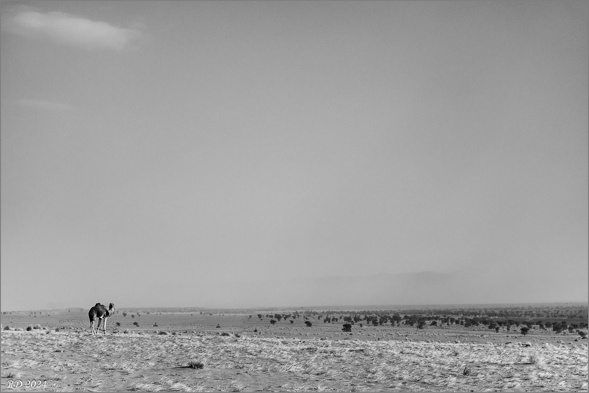 P3080954.jpg