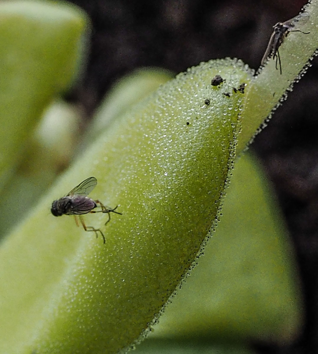 P4210016.jpg