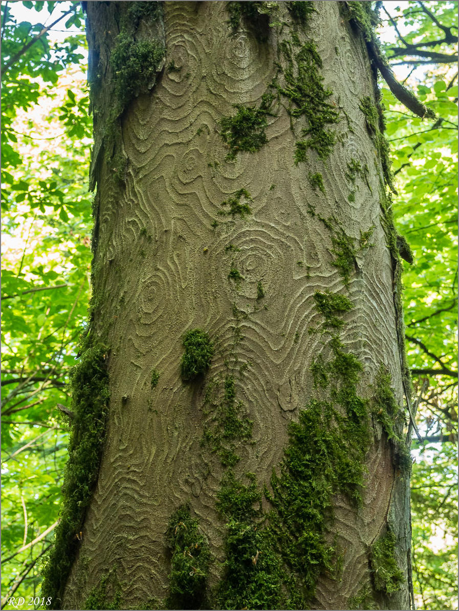 P5080709